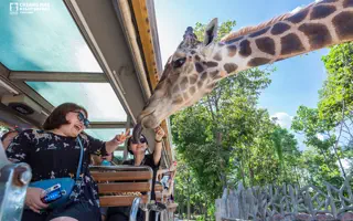 Chiang Mai Night Safari: is it worth going after dark?
