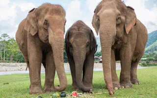 Elephant Nature Park Chiang Mai: is the half-day visit worth it?