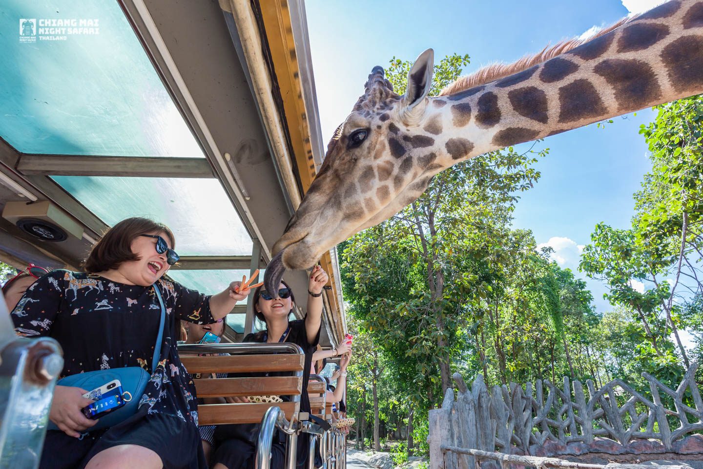 Chiang Mai Night Safari: is it worth going after dark?