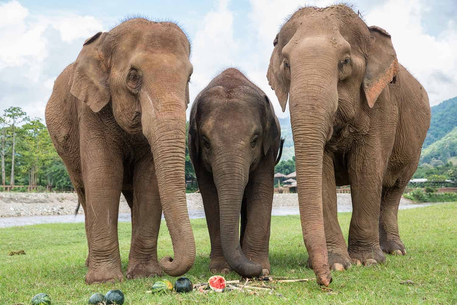 Elephant Nature Park Chiang Mai: is the half-day visit worth it?